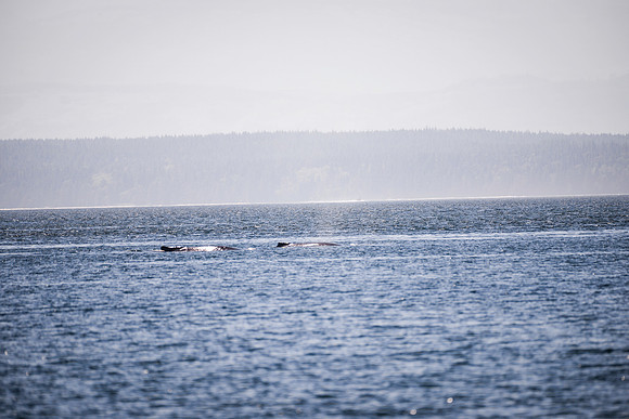 Sailing_wildlife_July2025-4