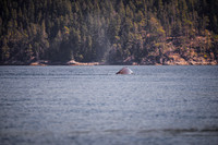 Sailing_wildlife_July2025-2