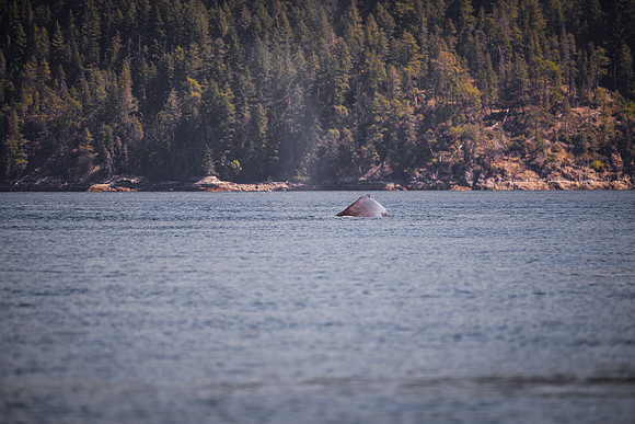 Sailing_wildlife_July2025-2