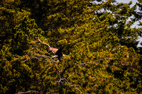 Sailing_wildlife_July2025-8