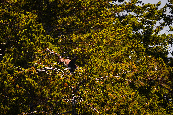 Sailing_wildlife_July2025-8