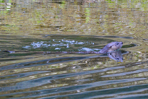 Sailing_wildlife_July2025-21