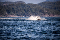 Sailing_wildlife_July2025-19