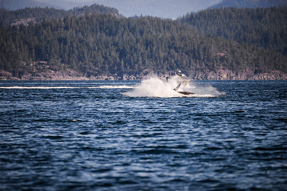 Sailing_wildlife_July2025-19