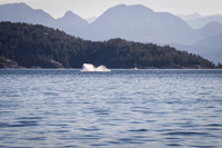 Sailing_wildlife_July2025-11