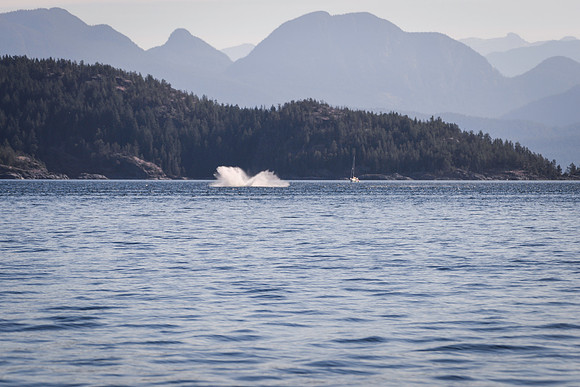 Sailing_wildlife_July2025-11