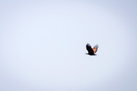 Sailing_wildlife_July2025-7