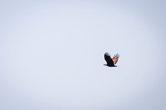 Sailing_wildlife_July2025-7