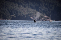 Sailing_wildlife_July2025-12
