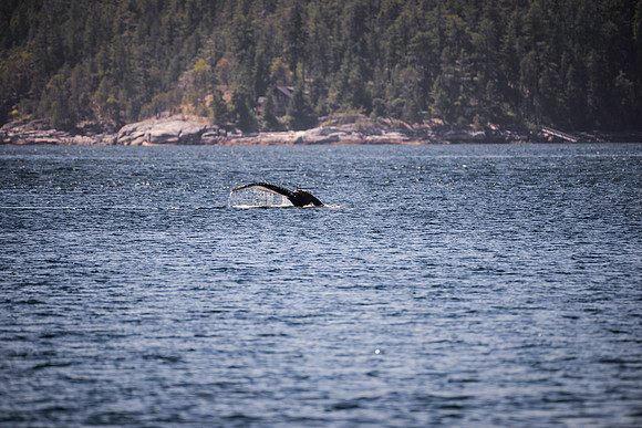 Sailing_wildlife_July2025-6