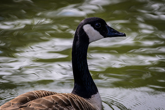 Marina_babies_5-2020-14
