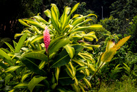 Martinique_2021-10