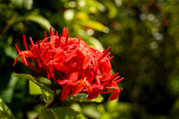 Martinique_2021-15