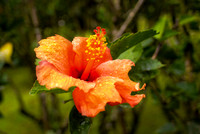 Martinique_2021-16