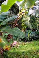 Martinique_2021-13