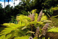 Martinique_2021-14