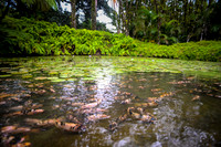 Martinique_2021-20