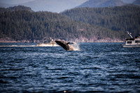 Sailing_wildlife_July2025-17