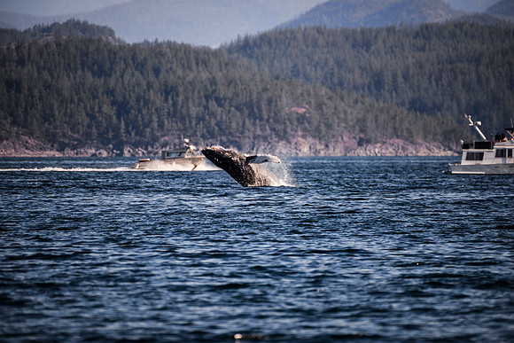 Sailing_wildlife_July2025-17