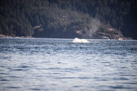 Sailing_wildlife_July2025-13