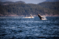 Sailing_wildlife_July2025-16