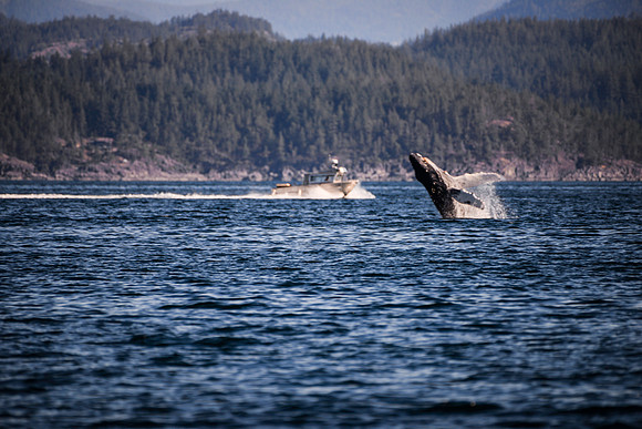 Sailing_wildlife_July2025-16