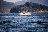 Sailing_wildlife_July2025-15