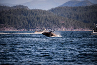 Sailing_wildlife_July2025-18