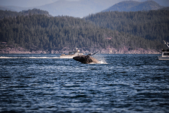 Sailing_wildlife_July2025-18