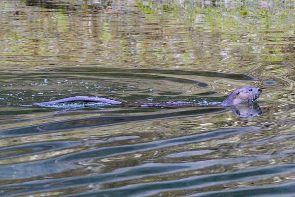 Sailing_wildlife_July2025-22